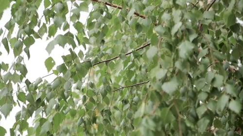 Green Leaves Birch Gloomy Day.