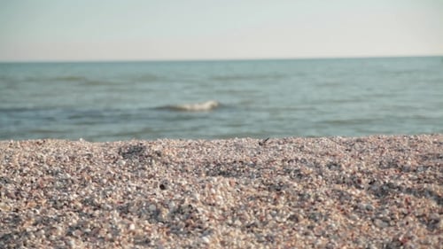 Beach Sea Shells