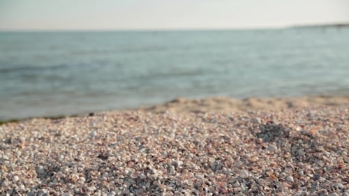 Muscheln am Strand