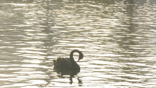 Black Swan Swimming in a Lake