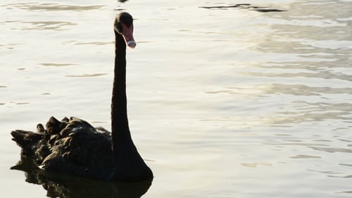 Schwarzer Schwan Schwimmen in einem See