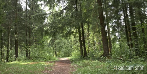 In den Wald 2