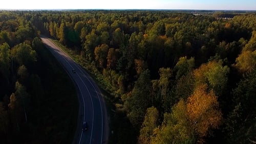 Road in the Forest