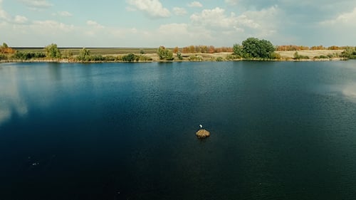 Stork in the Wild