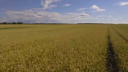 Aerial View Of Golden Wheat field.Aerial Video.
