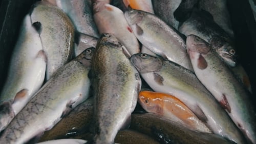 Fisch-Markt