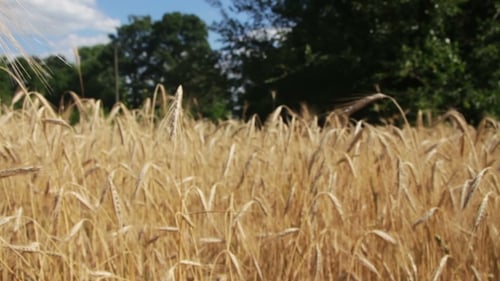 Wheat Field And Spikelets
