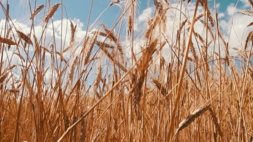 Wheat Field And Spikelets