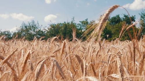 Cereal Field And Spikelets