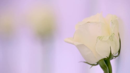 Restaurant ist mit Rosen für Hochzeiten geschmückt