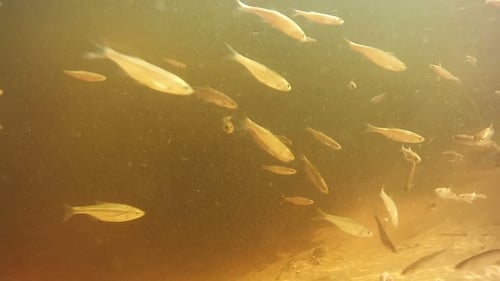 School of Fish Swimming Underwater in Freshwater