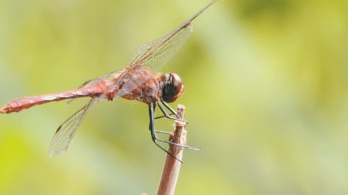 Dragonfly On a Branch