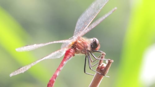 Dragonfly On a Branch