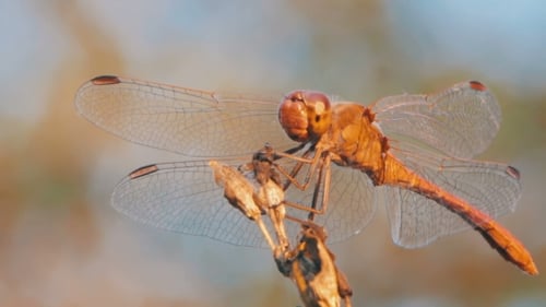 Dragonfly On a Branch