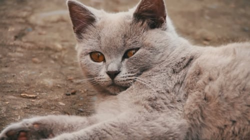 Süße flauschige weiße Katze, die im Hof liegt