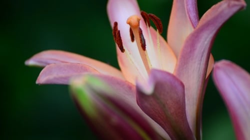 Große rosa Lilie