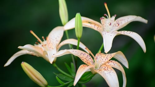 Beautiful Pink Lilies In a Garden On Flowerbed