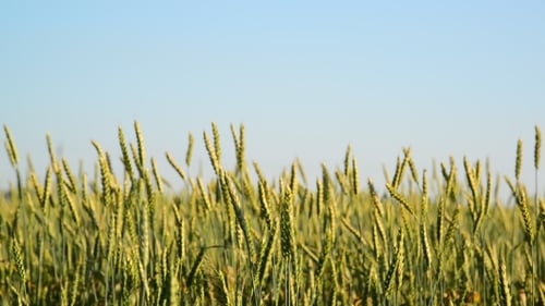 Field Of Young Wheat On Sunset