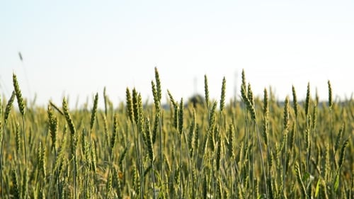 Field Of Young Wheat On Sunset