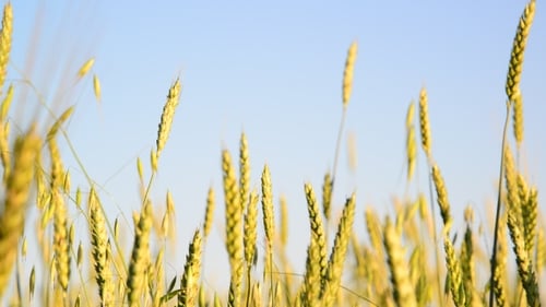 Field Of Young Wheat On Sunset