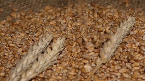 Wheat Grains Poured Over Pile with Wheat Stalks