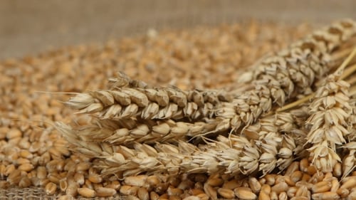 Close Up of Wheat Grains and Stalks