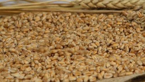 Wheat Grains Being Poured in Close Up Shot