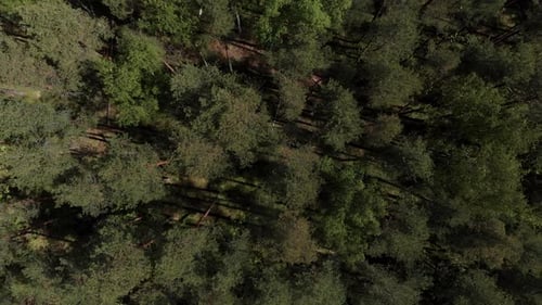 Vue
aérienne d'une magnifique forêt verdoyante vue à vol d'oiseau. Vue aérienne. La caméra survole le
