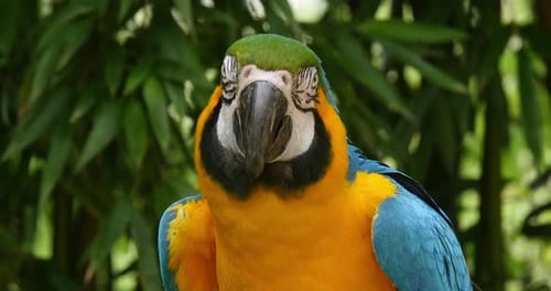 Vibrant Parrot Close-Up in Tropical Rainforest Setting