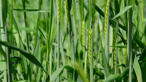 Green Wheat Field Swaying in the Breeze