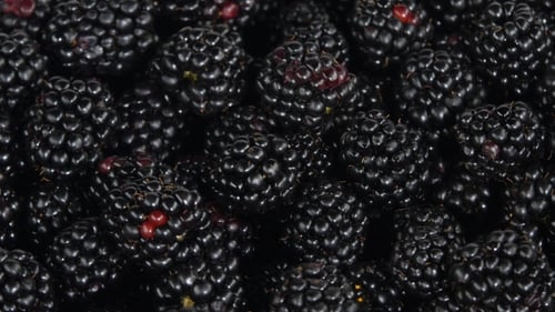 Close Up of Ripe and Fresh Blackberries