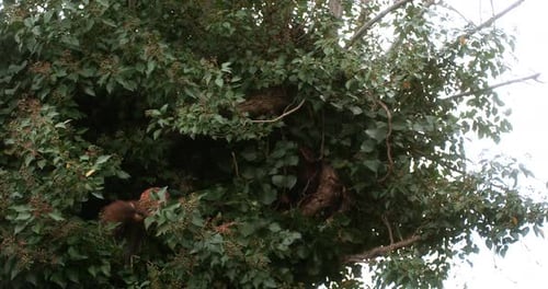 900379 Eurasian Tawny Owl, strix aluco, Adult in Flight, Taking off from Tree, Normandy, Slow motion