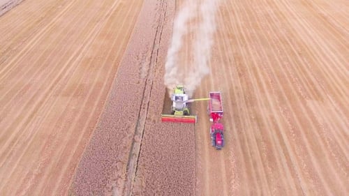Combine Harvester Harvesting Crop in Large Field