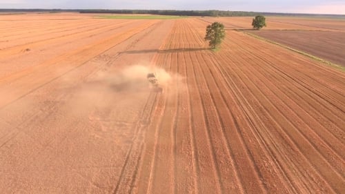 Harvester Combines Wheat in Golden Rural Field