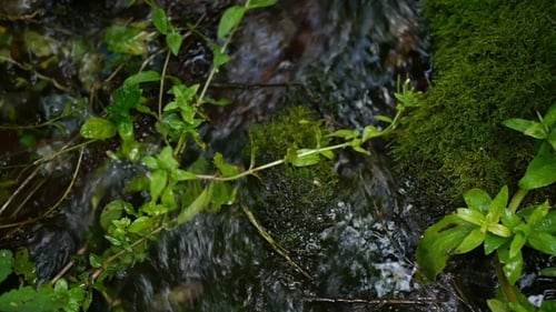 Musgo verde nas margens do riacho