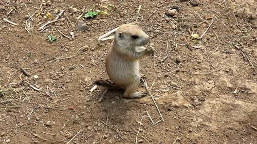 Prairie Dog Eating in Natural Habitat