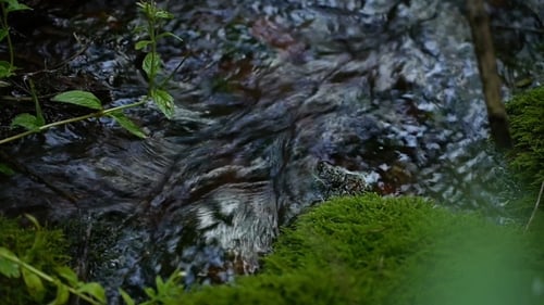 Pure Spring Water In The Creek In The Mountains
