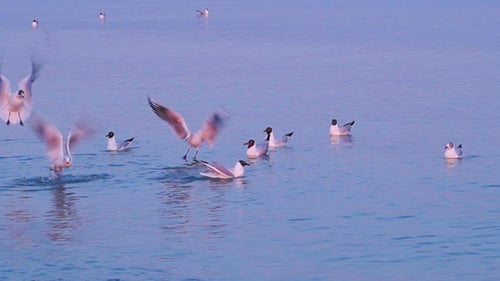 Seagulls Flying Over the Sea
