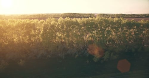 Luftaufnahme. Niedriger Flug über ländliches Feld mit grünem und gelbem Weizen.