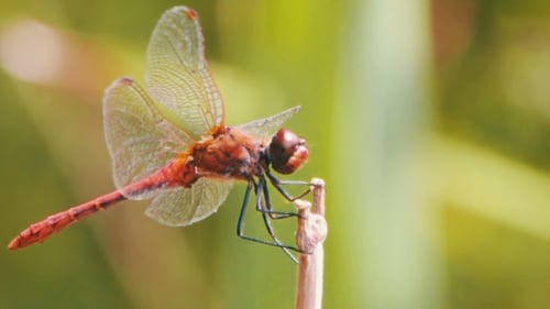 Dragonfly On a Branch