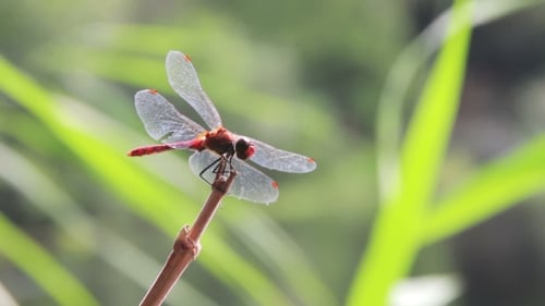 Dragonfly On a Branch