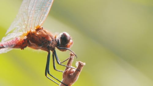 Dragonfly On a Branch