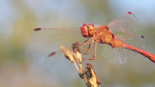 Dragonfly On a Branch