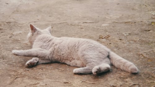 Süße flauschige weiße Katze liegt im Hof