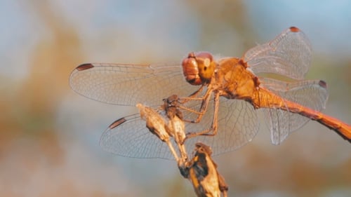 Dragonfly On a Branch