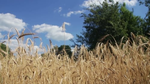 Wheat Field And Spikelets
