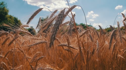 Wheat Field And Spikelets