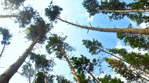 Towering Trees Reach for the Blue Sky