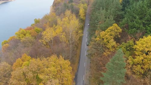 Drone Chasing Speeding Cars Trough Golden Trees in Autumn Forest