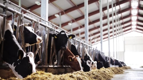 Herd Of Cows Eating Hay In Cowshed On Dairy Farm 45
